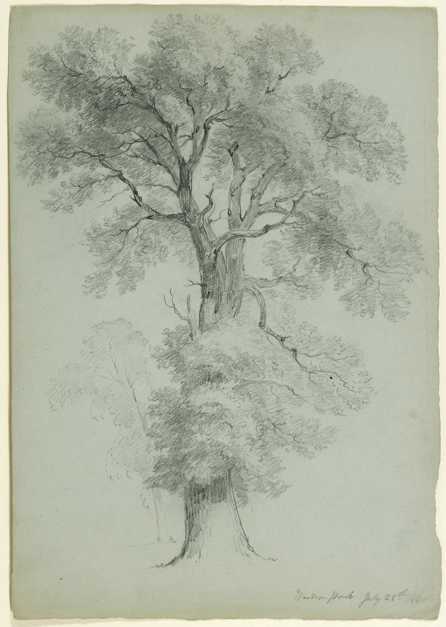 英国温莎公园树木研究，1840年（灰绿色纸上的石墨） 作者 阿舍·布朗·杜兰德