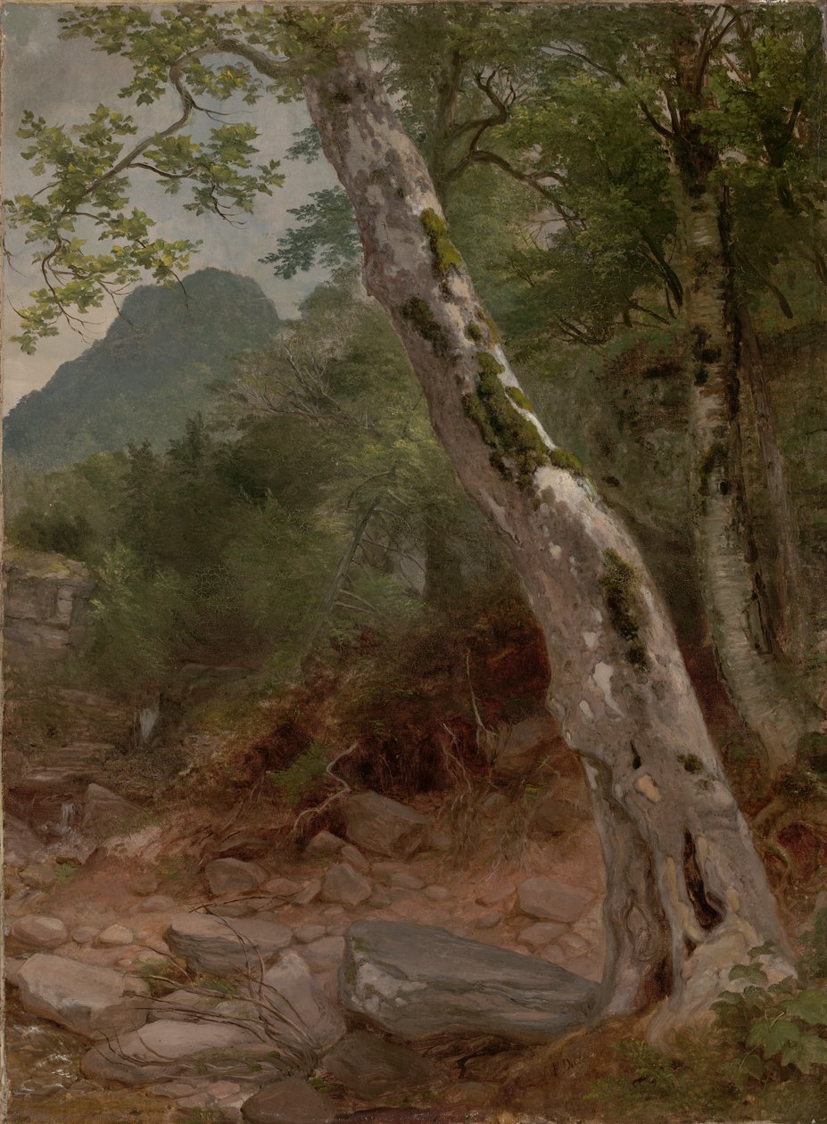 A Sycamore Tree, Plaaterkill Clove (The Sycamore, Kaaterskill Clove) 作者 阿舍·布朗·杜兰德