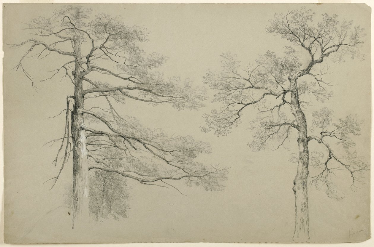 研究两棵树，海牙，乔治湖，纽约，1862年（灰色布里斯托纸上的石墨和白水粉） 作者 阿舍·布朗·杜兰德