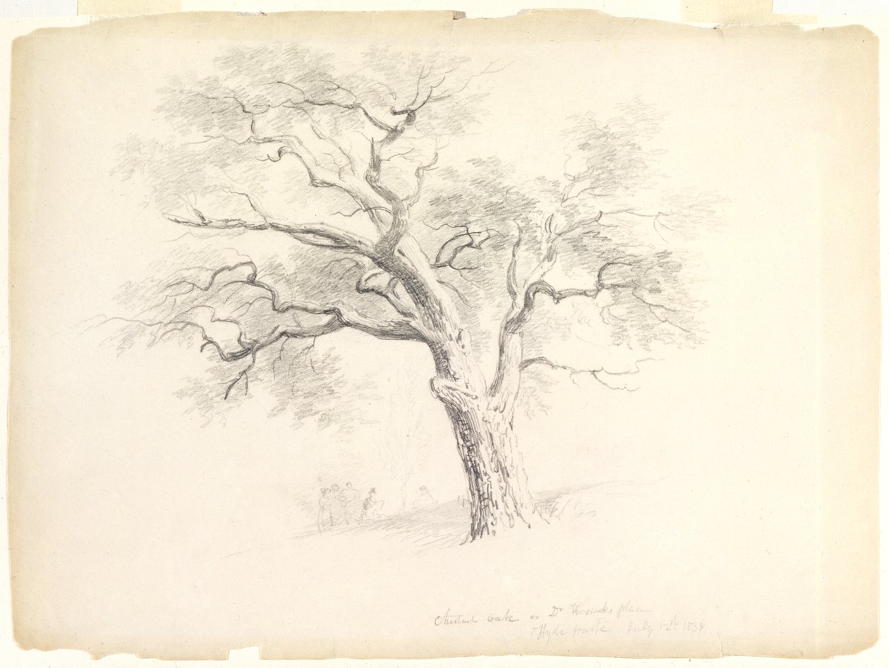 纽约海德公园Hosack Estate的板栗橡木，五位数字和艺术家素描，1838年（纸上石墨） 作者 阿舍·布朗·杜兰德