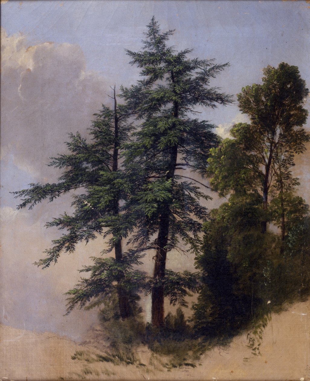树研究，纽堡，纽约，1849年 作者 阿舍·布朗·杜兰德