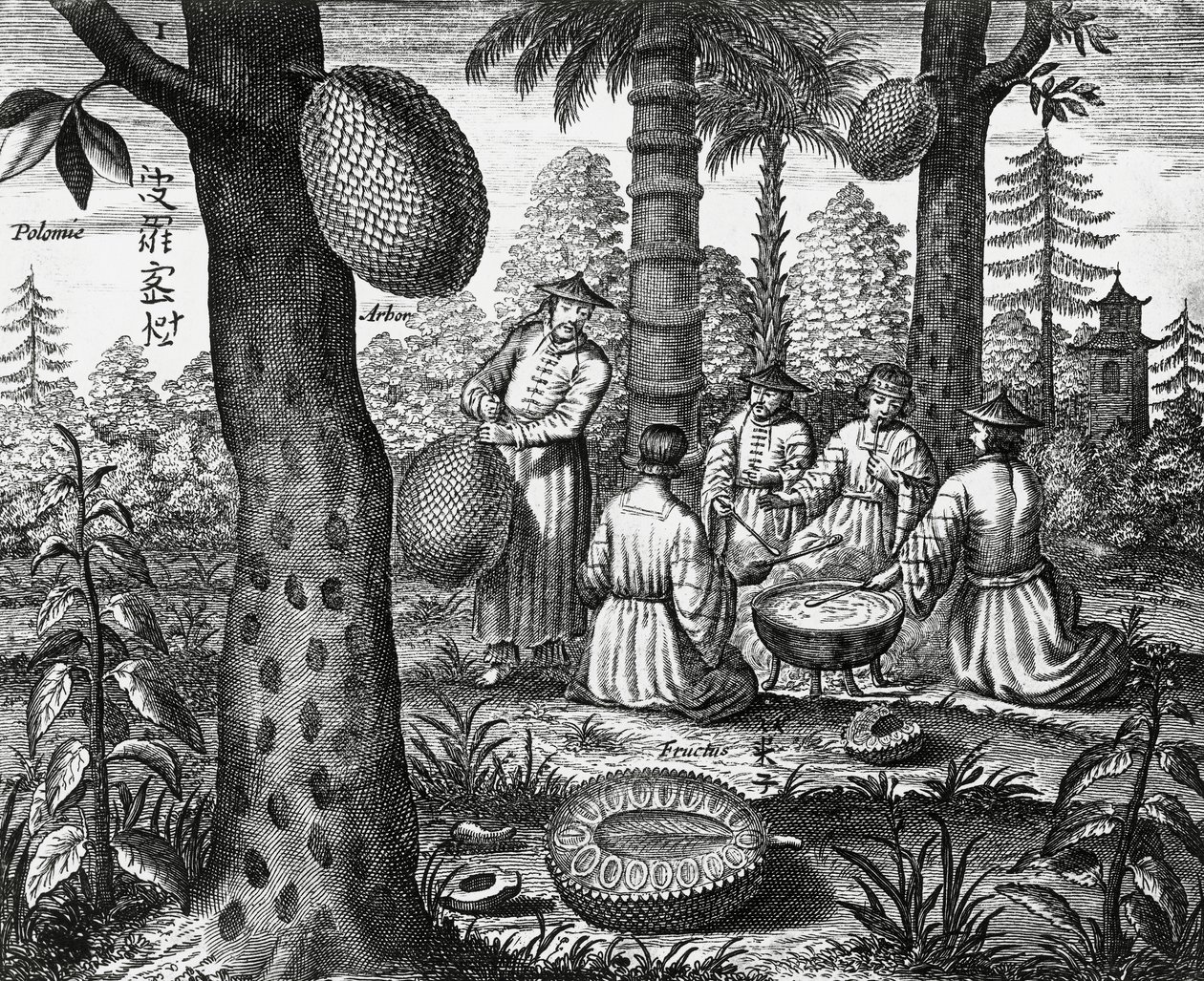 中国水果（Arbor polomie、中国木瓜），中国纪念碑雕刻 作者 阿塔纳修斯·基歇尔