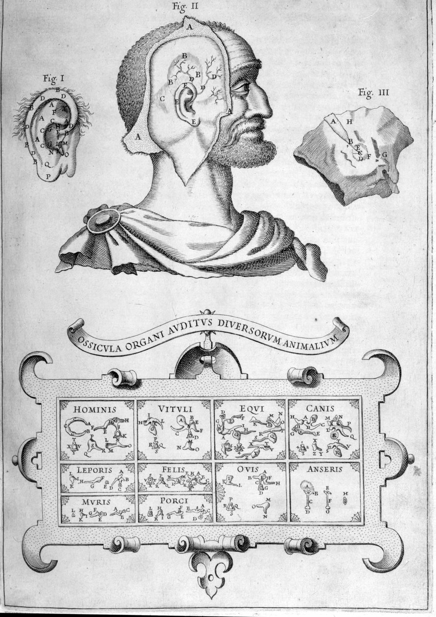 人类听觉和其他动物物种 - 来自 Athanasius Kircher 的“Musurgia Universalis”，罗马 1600 作者 阿塔纳修斯·基歇尔