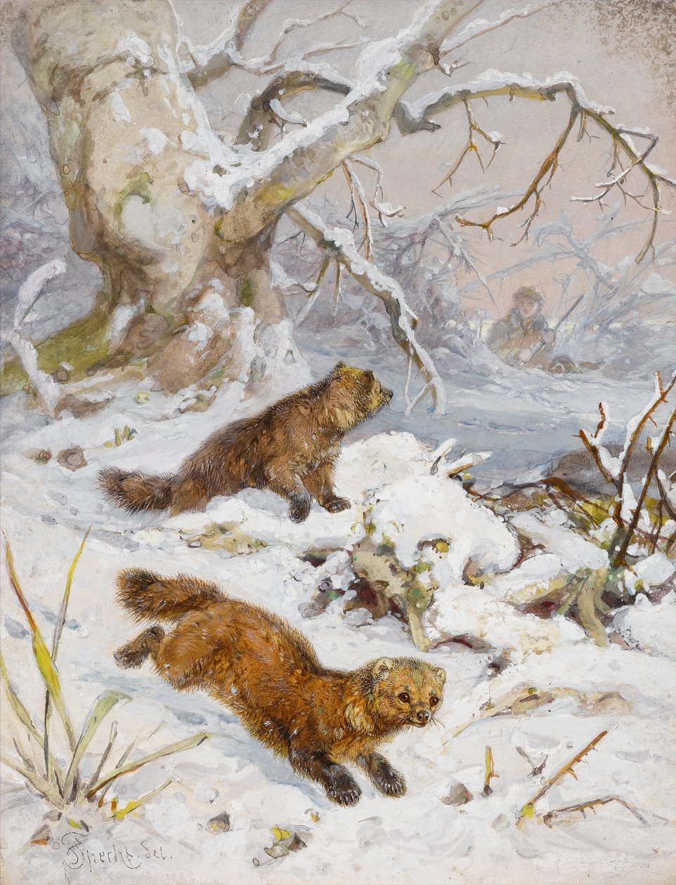 雪中的狼獾（wc在纸上） 作者 八月啄木鸟