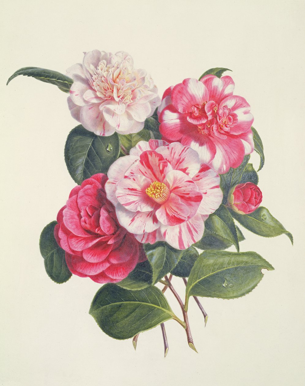 Camelias，c.1840 作者 奥古斯塔威瑟斯