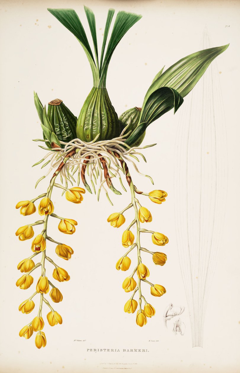 Acineta barkeri（作为Peristeria barkeri的儿子）的插图 作者 奥古斯塔威瑟斯