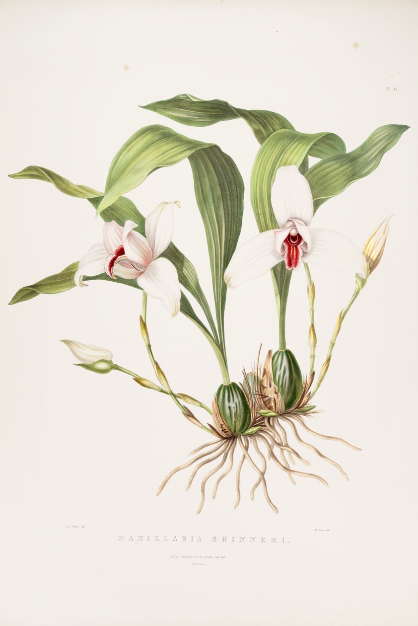 Lycaste skinneri的插图（作为syn.Maxillaria skinneri） 作者 奥古斯塔威瑟斯