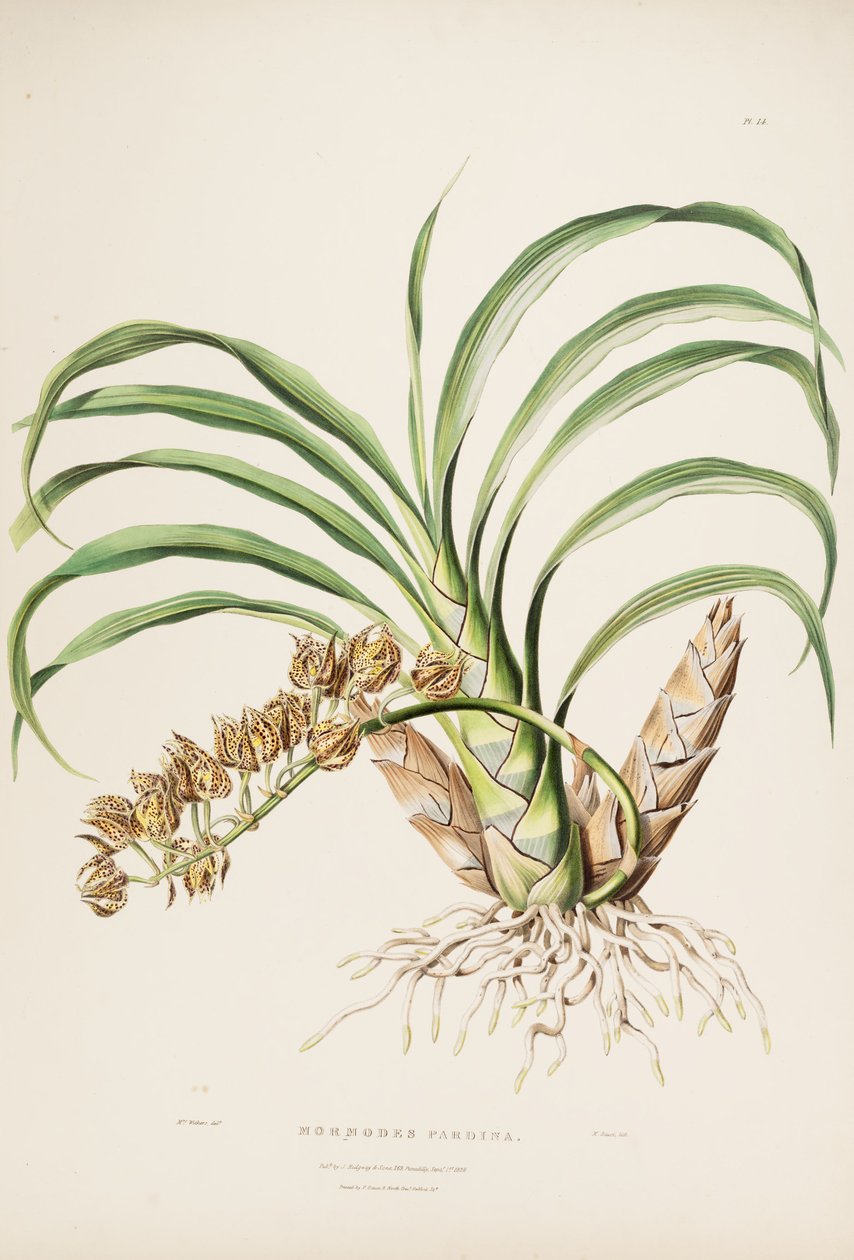 Mormodes maculata变种的例证。 maculata（作为同义词Mormodes pardina） 作者 奥古斯塔威瑟斯