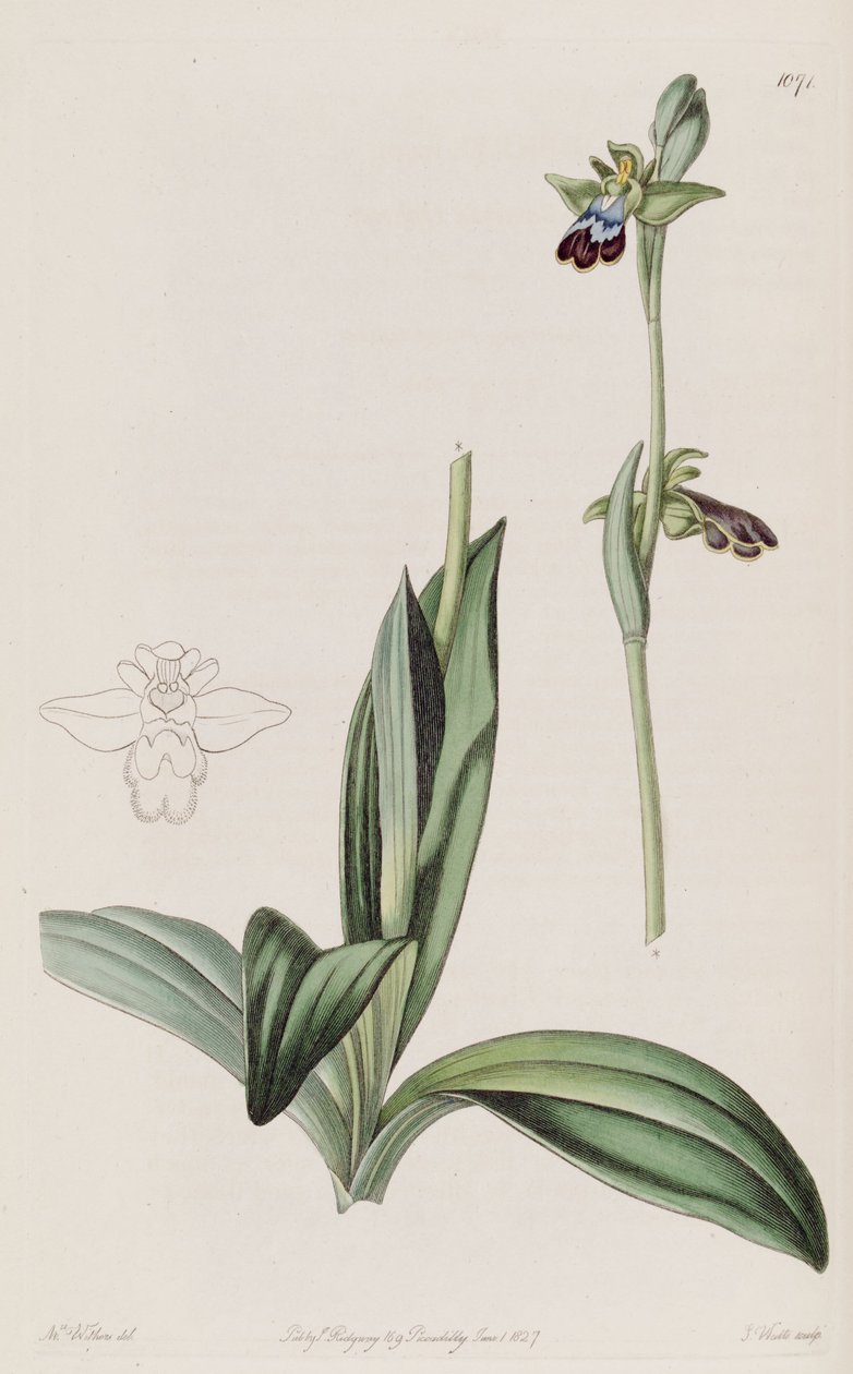 Ophrys fusca的例证 作者 奥古斯塔威瑟斯