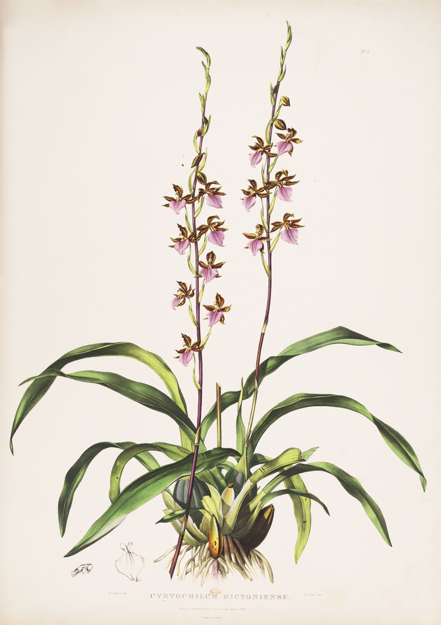 Rhynchostele bictoniensis的例证（作为syn.Cyotochilum bictoniense） 作者 奥古斯塔威瑟斯