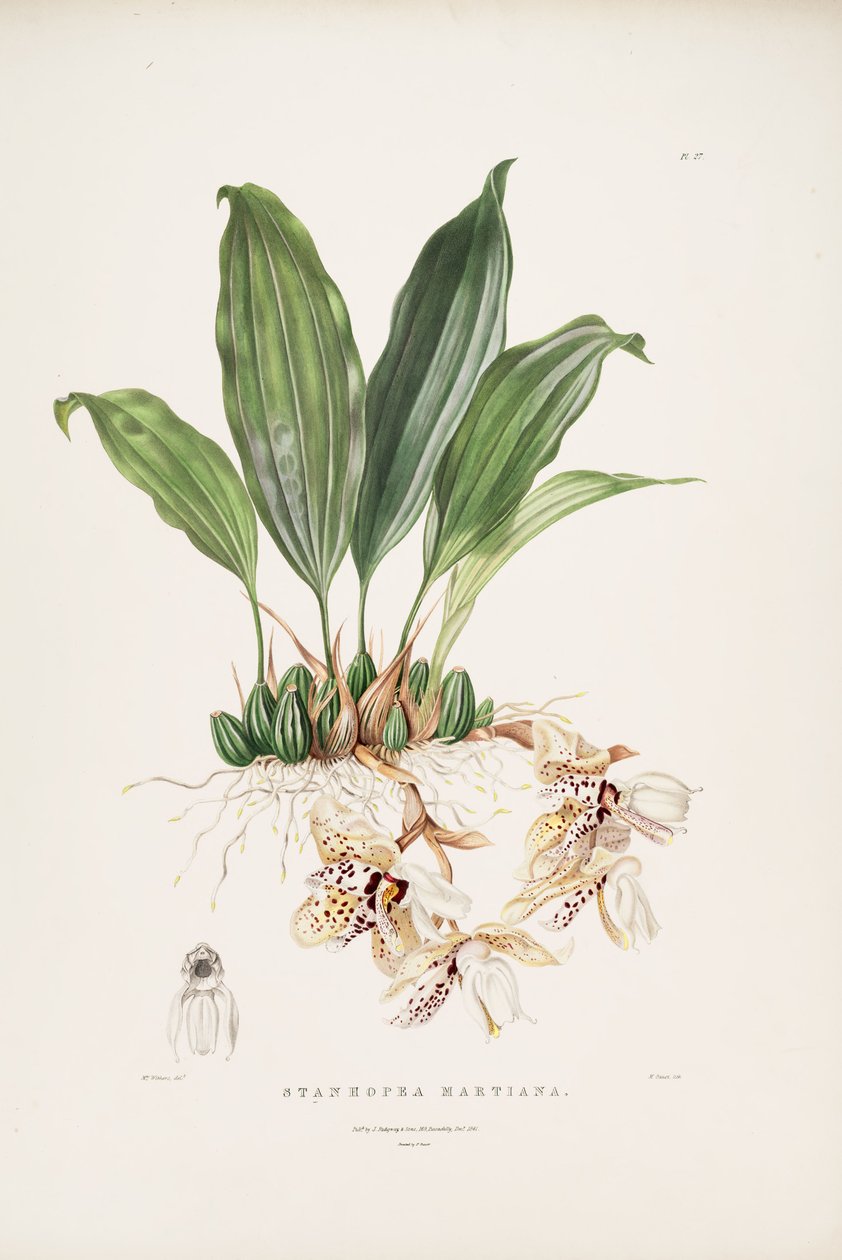 Stanhopea martiana的例证 作者 奥古斯塔威瑟斯