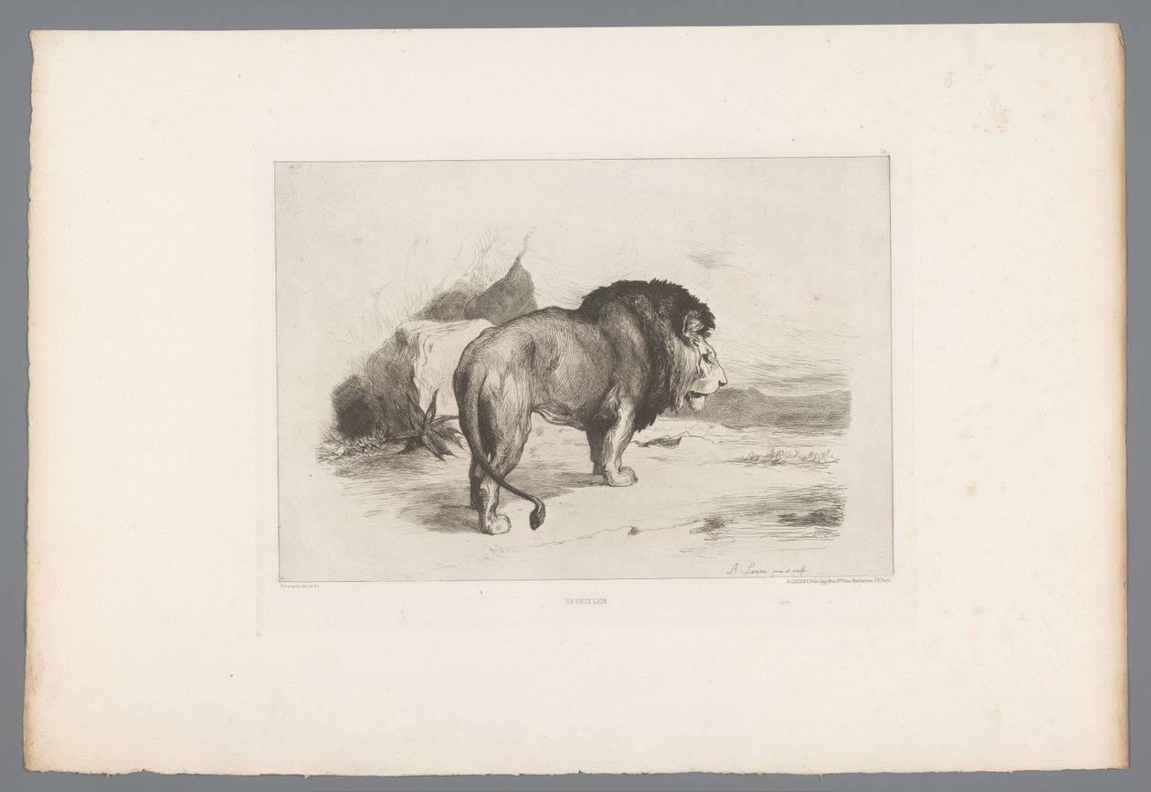 狮子
Un vieux lion（物上标题）
1874 年的法国蚀刻版画（系列名称）
L