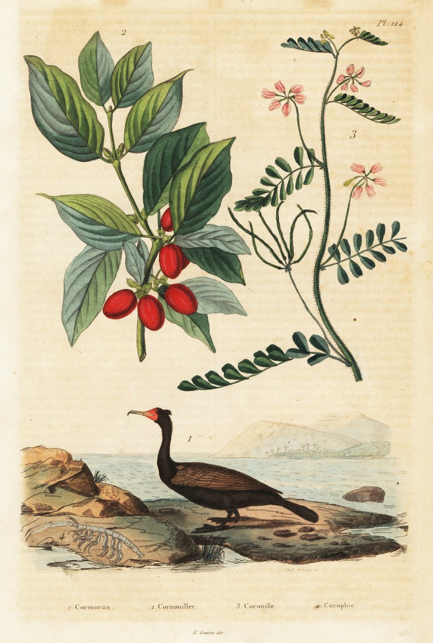 鸬鹚、山茱萸和蝎子野豌豆，1834-1839 年（雕刻） 作者 奥古斯特·杜梅尼尔