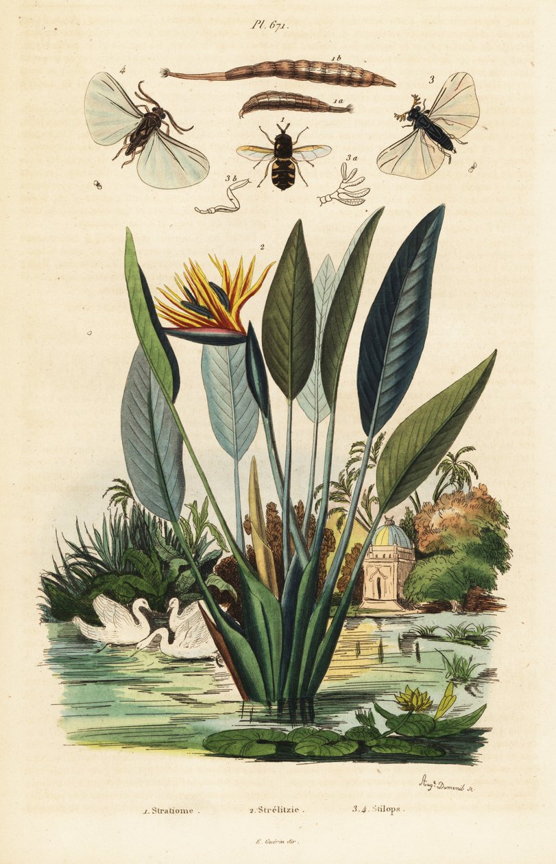 水兵、鹤花和，1834-1839（雕刻） 作者 奥古斯特·杜梅尼尔