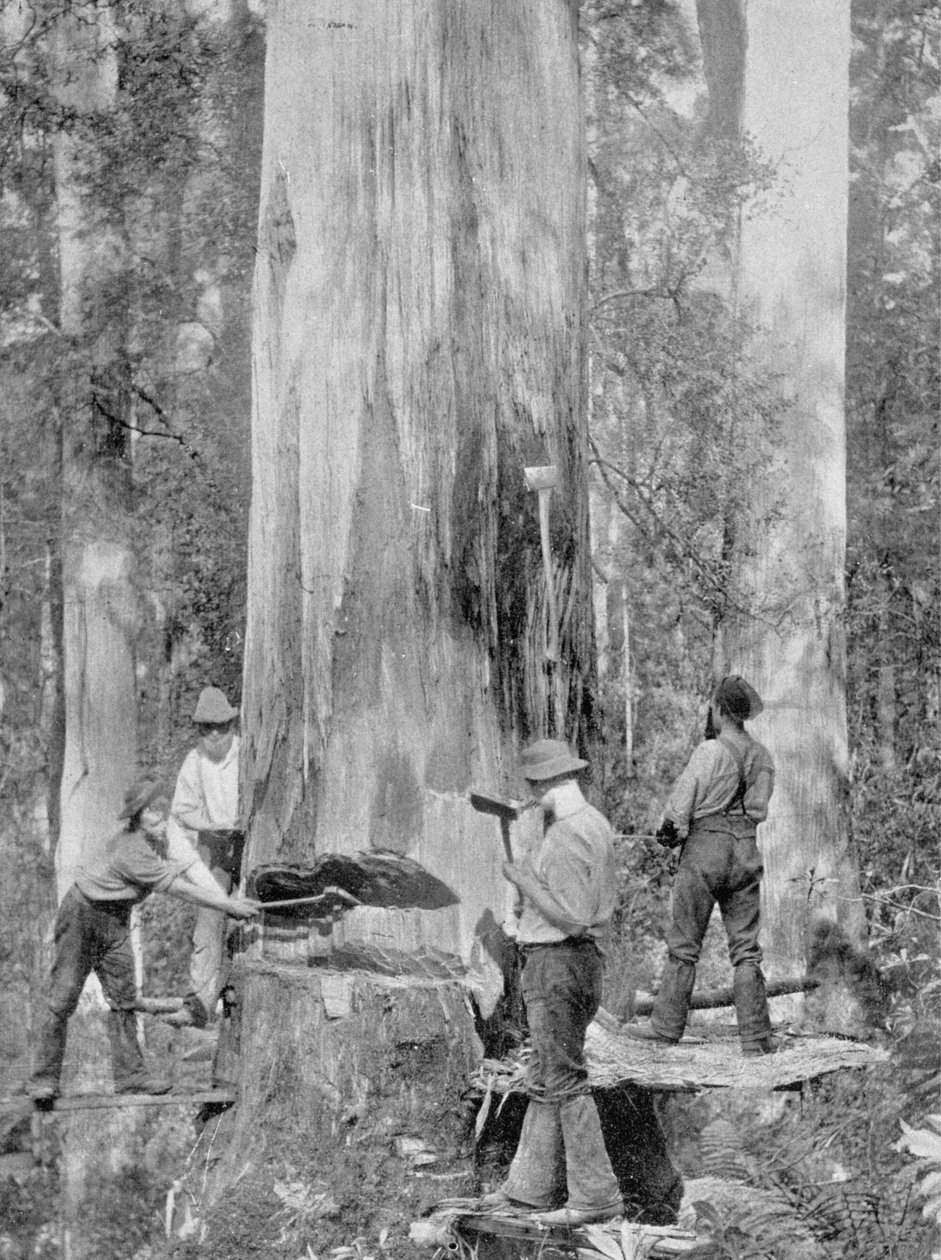 在塔斯马尼亚州休恩森林，1900年，在“南方十字架 - 澳大利亚的一瞥”下，于1908年出版了一棵蓝树胶树 作者 澳大利亚摄影师