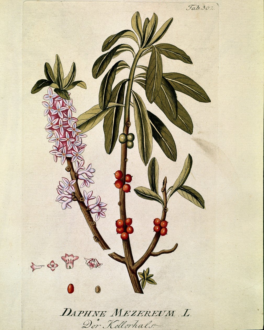 植物学："Bois-joli"（Bois joli）（或 Bois-gentil，Bois gentile）（Daphne mezereum）取自约瑟夫-雅各布-普朗克（Joseph Jacobi Plenck，1735-1807 年）的《Medicinalium secundum Linnaei digestarum》，1788-1803 年 私人收藏 作者 奥地利学派