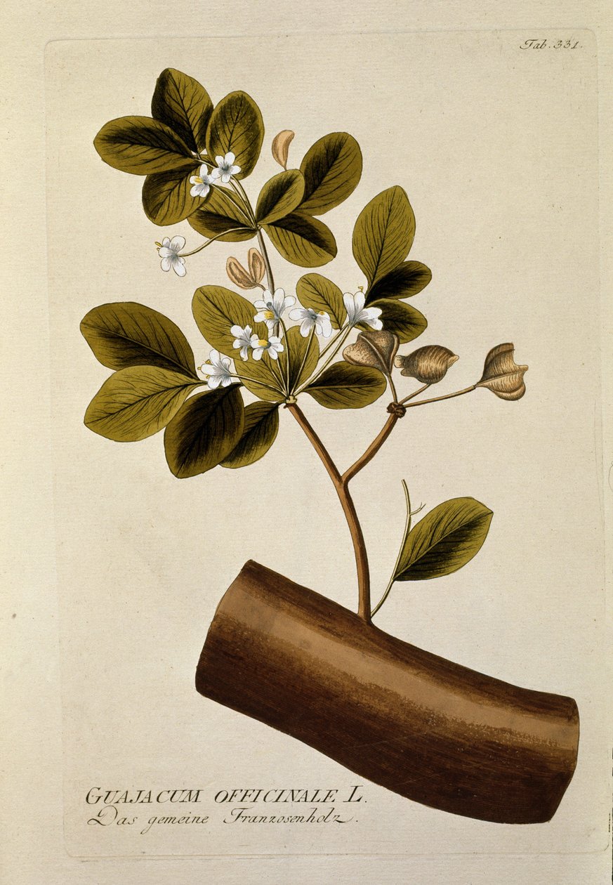 植物学："Guajacun officinale "板块绘制自Joseph Jacobi Plenck（1735-1807）的 "Medicinalium secundum Linnaei digestarum"，1788-1803 私人收藏 作者 奥地利学派