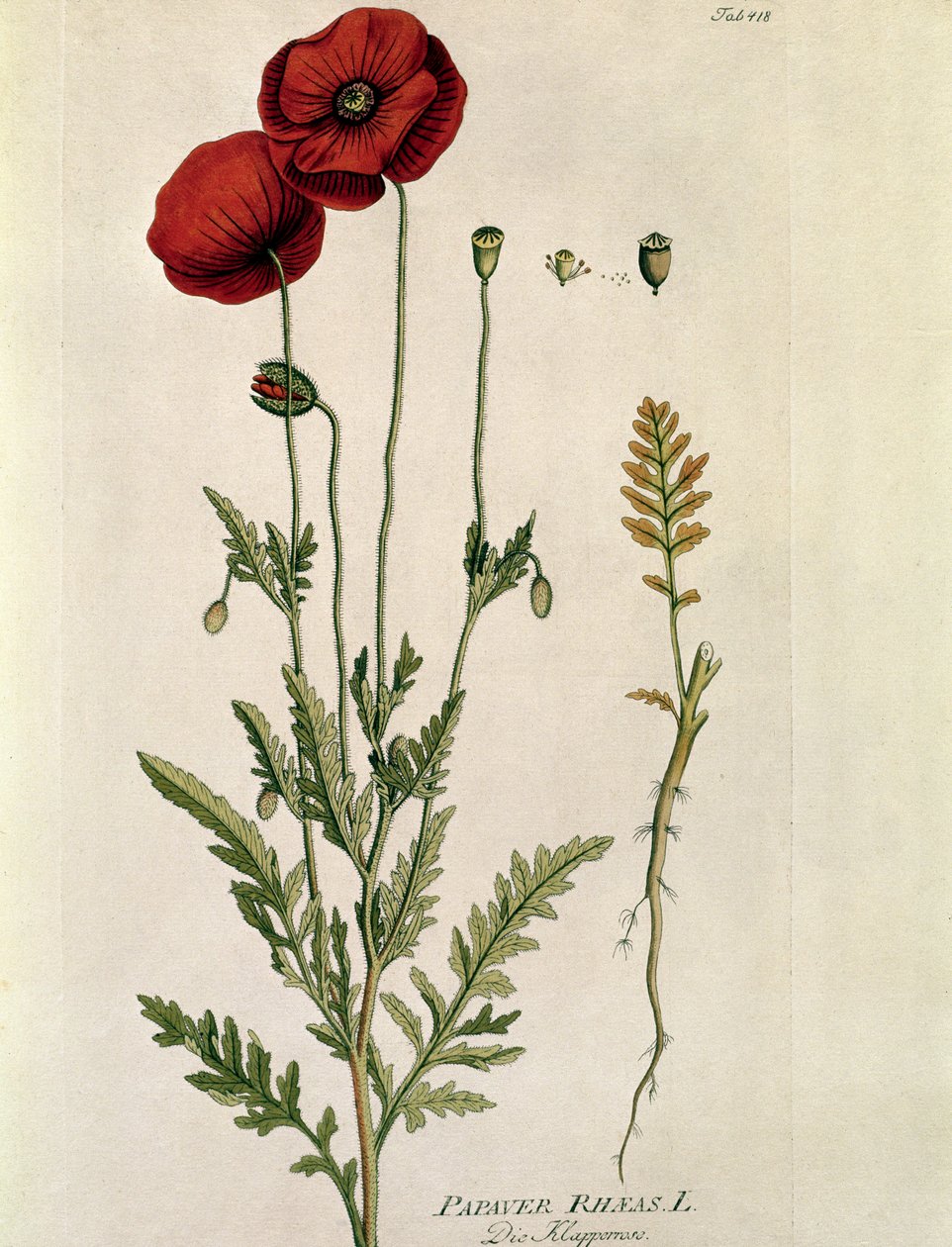 植物学：“红罂粟”（Papaver rheaas）盘子取自 Joseph Jacobi Plenck（1735-1807 年）1788-1803 年私人收藏的“Medicinalium secundum Linnaei Digestarumó” 作者 奥地利学派