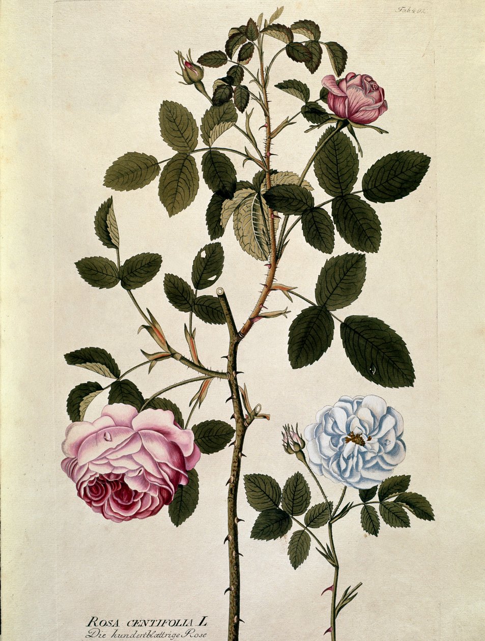 植物学。百叶玫瑰(Rosa centifolia) 图版绘制自Joseph Jacobi Plenck(1735-1807)的《Medicinalium secundum Linnaei digestarum》 1788-1803 私人收藏 作者 奥地利学派