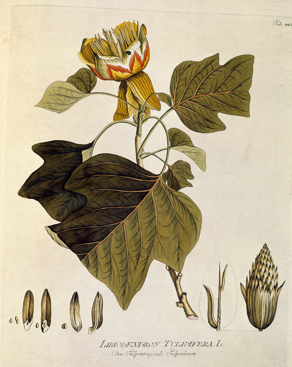 植物学："弗吉尼亚的郁金香"（Liriodendron tulipifera），取材自约瑟夫-雅各布-普伦克（1735-1807 年）的《Medicinalium secundum Linnaei digestarum》，1788-1803 年 私人收藏 作者 奥地利学派