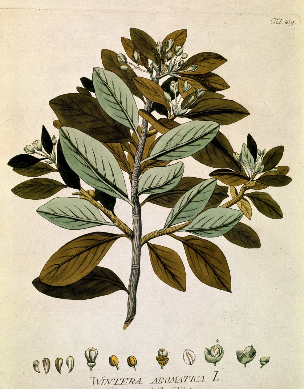 植物学："冬树皮"（Wintera aromatica），取自约瑟夫-雅各布-普伦克（1735-1807 年）的《林奈药典》（Medicinalium secundum Linnaei digestarum），1788-1803 年 私人收藏 作者 奥地利学派