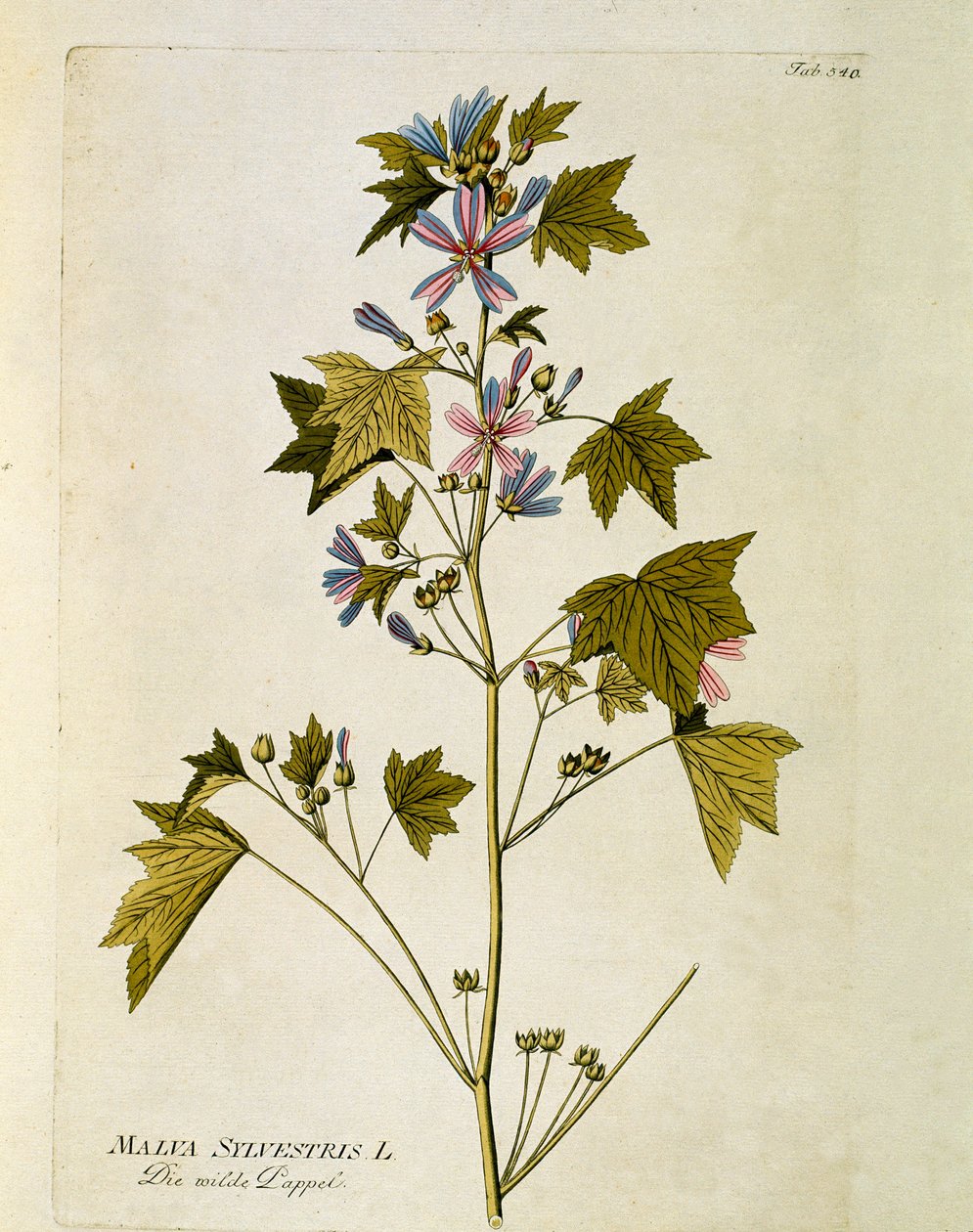 植物学："大紫"（Malva sylvestris） 图版绘制自Joseph Jacobi Plenck（1735-1807）的《Medicinalium secundum Linnaei digestarum》 1788-1803 私人收藏 作者 奥地利学派