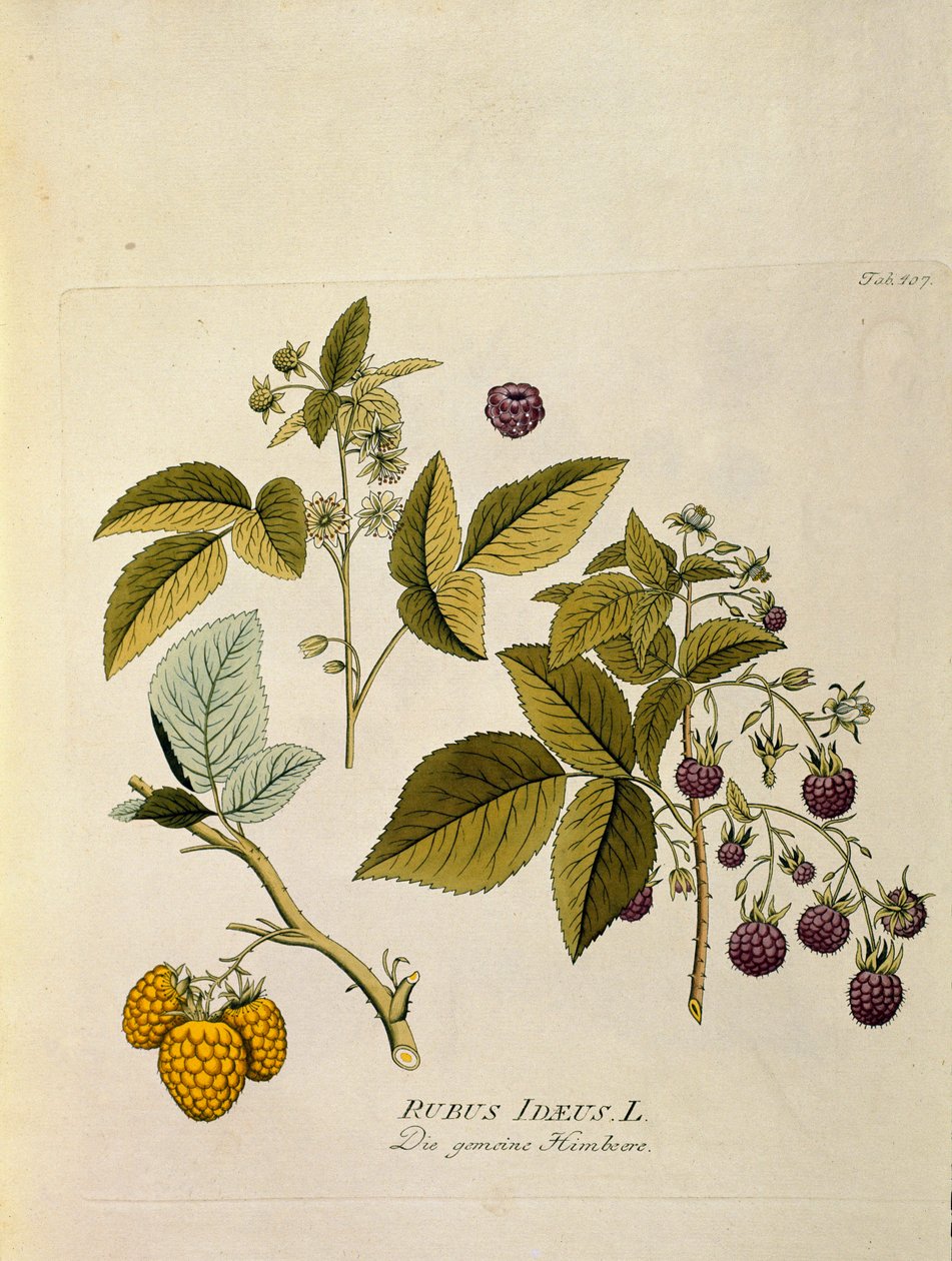 植物学："覆盆子"（Rubus idaeus），取自约瑟夫-雅各比-普伦克（1735-1807 年）的《林奈消化药典》，1788-1803 年 私人收藏 作者 奥地利学派