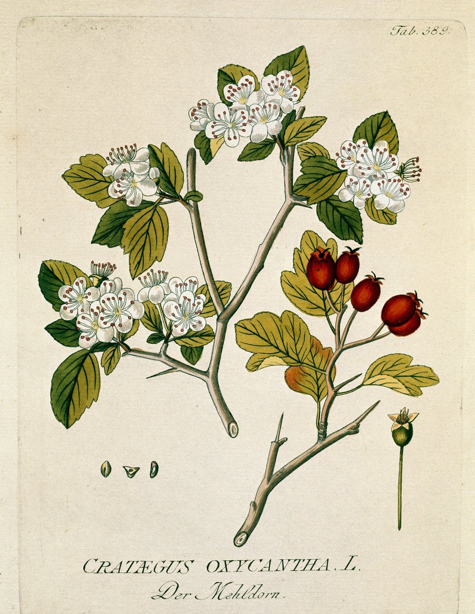 植物学："Spinous aubepine"(Crataegus oxycantha) Plank取自Joseph Jacobi Plenck(1735-1807)的《Medicinalium secundum Linnaei digestarum》，1788-1803 私人收藏 作者 奥地利学派