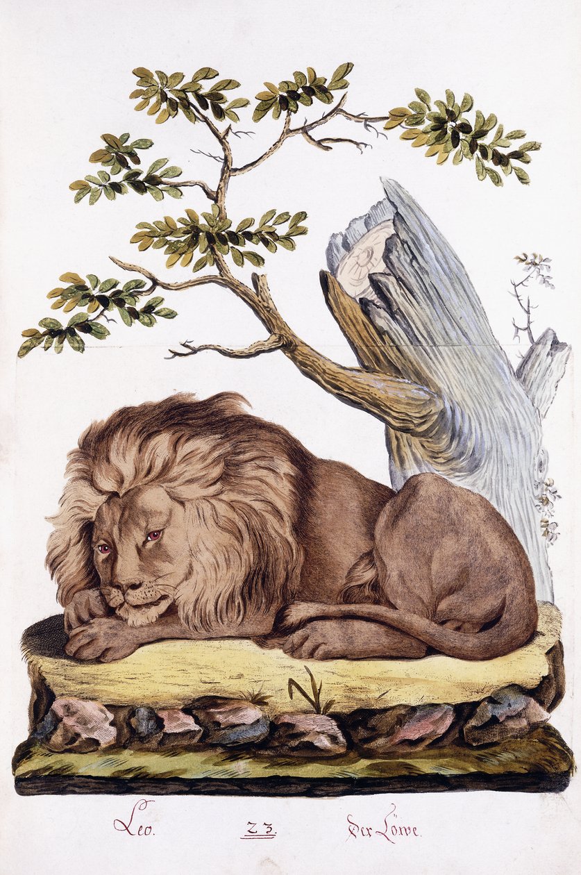 狮子，1794年 作者 奥地利学派