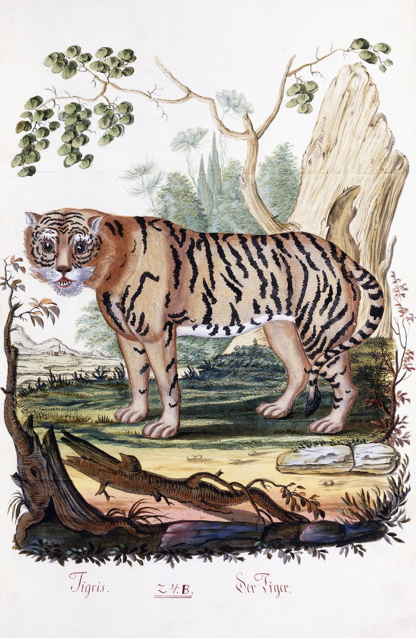 老虎，1794年 作者 奥地利学派
