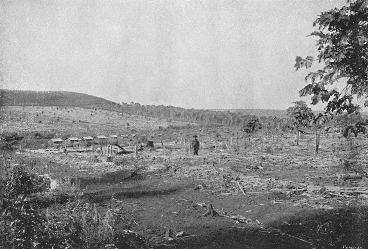 新咖啡种植园，新咖啡种植园，1895年 作者 阿克塞尔·弗里克（Axel Frick）