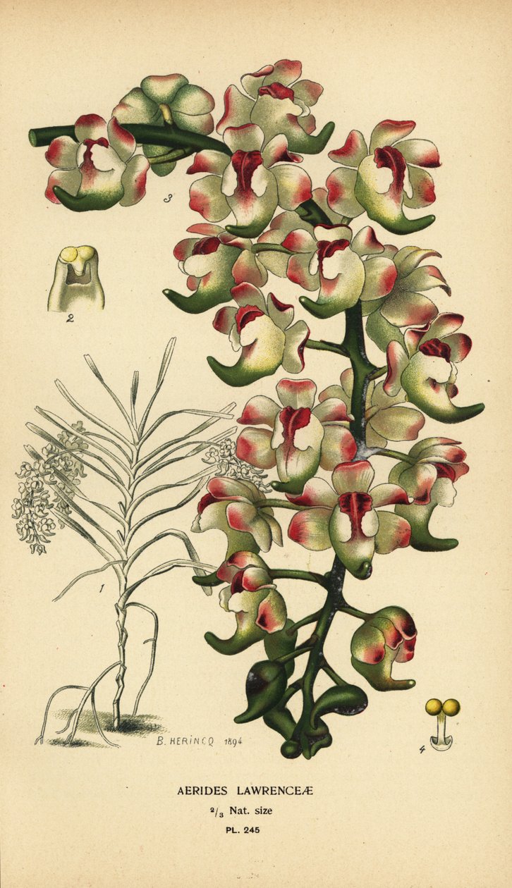 Aerides lawrenceae 兰花。濒临灭绝。由 B. Herincq 根据 Edward Step 的《花园和温室中最受欢迎的花卉》中的插图绘制的彩色石版画，Frederick Warne 出版社，伦敦 作者 