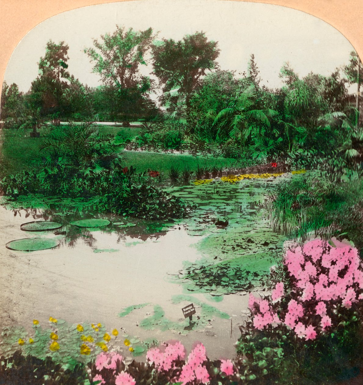 莉莉·庞德，美国密苏里州圣路易斯塔格罗夫公园，1897年。 作者 BL Singley