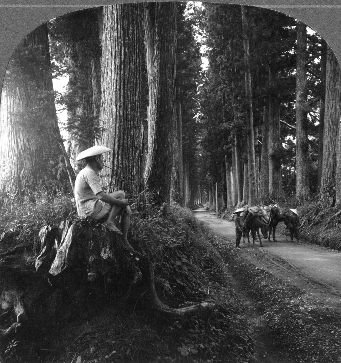 通往日本日光的神圣道路，1905年。 作者 BL Singley