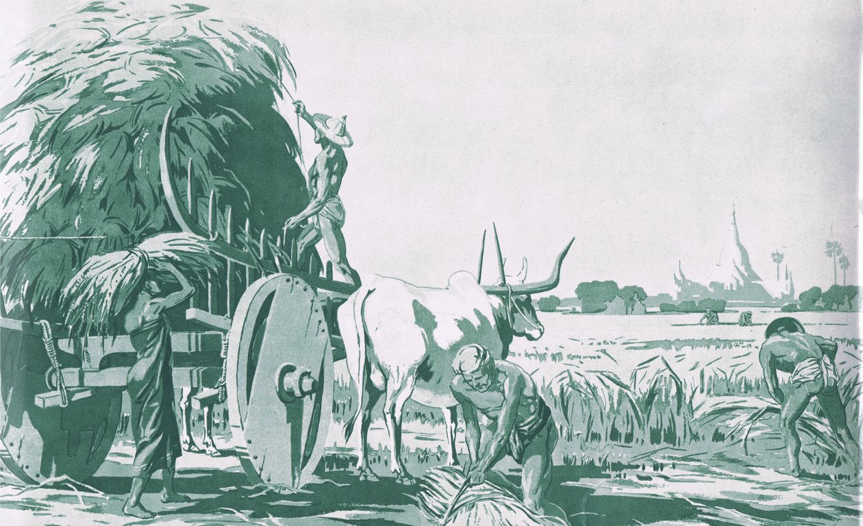 缅甸的一片稻田，来自麦克米伦学校的海报，约1950-60年代（平版）。 作者 巴尼扬