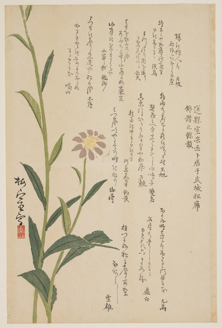 紫色花，c.1830-1844（彩色木版画） 作者 百石