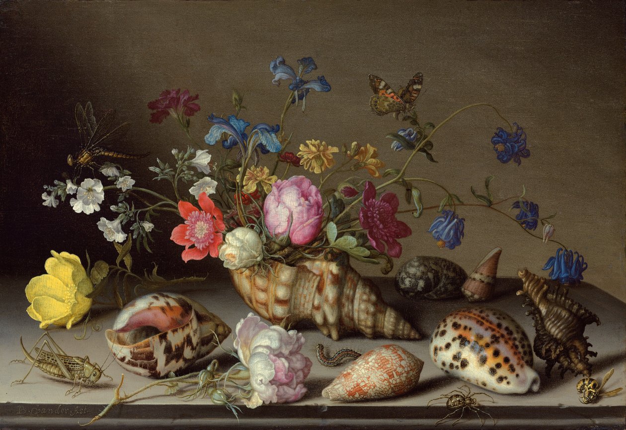 在石架上的花朵，贝壳和昆虫 作者 Balthasar van der Ast