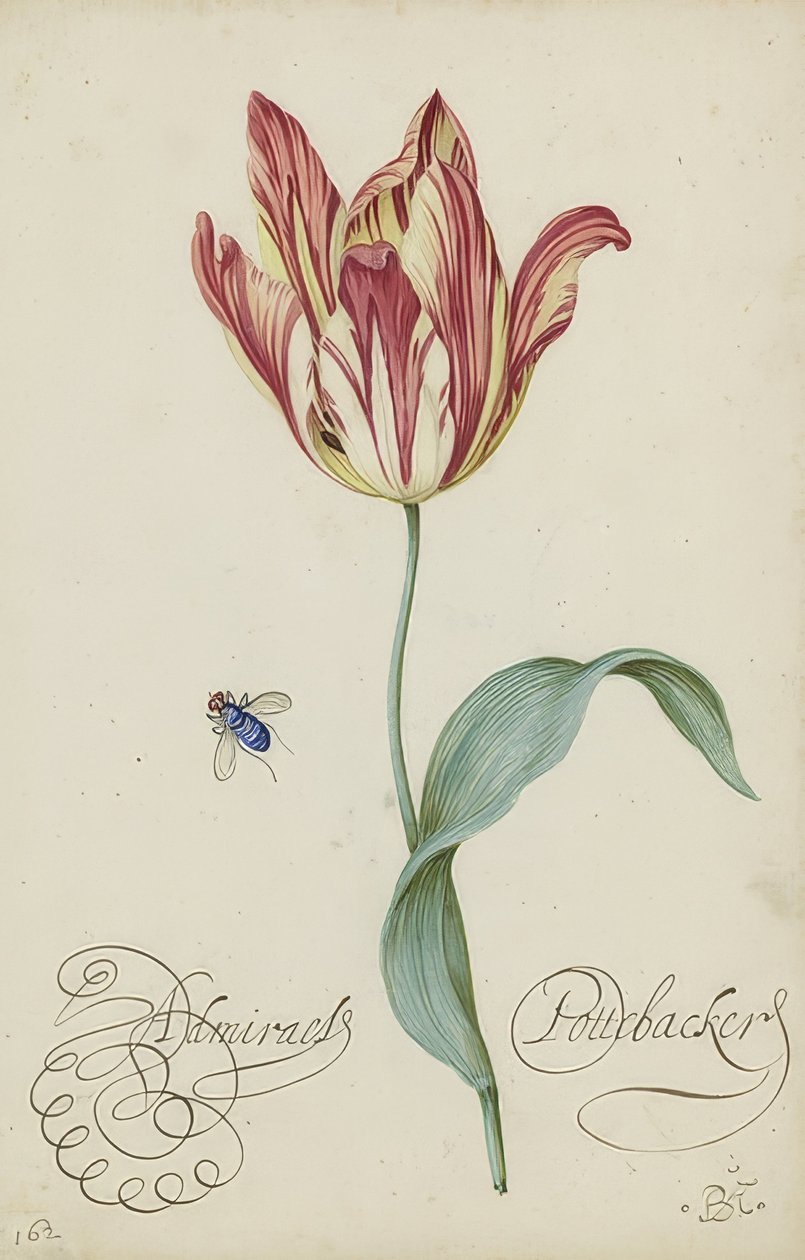 研究郁金香和苍蝇。 1620-29 作者 Balthasar van der Ast