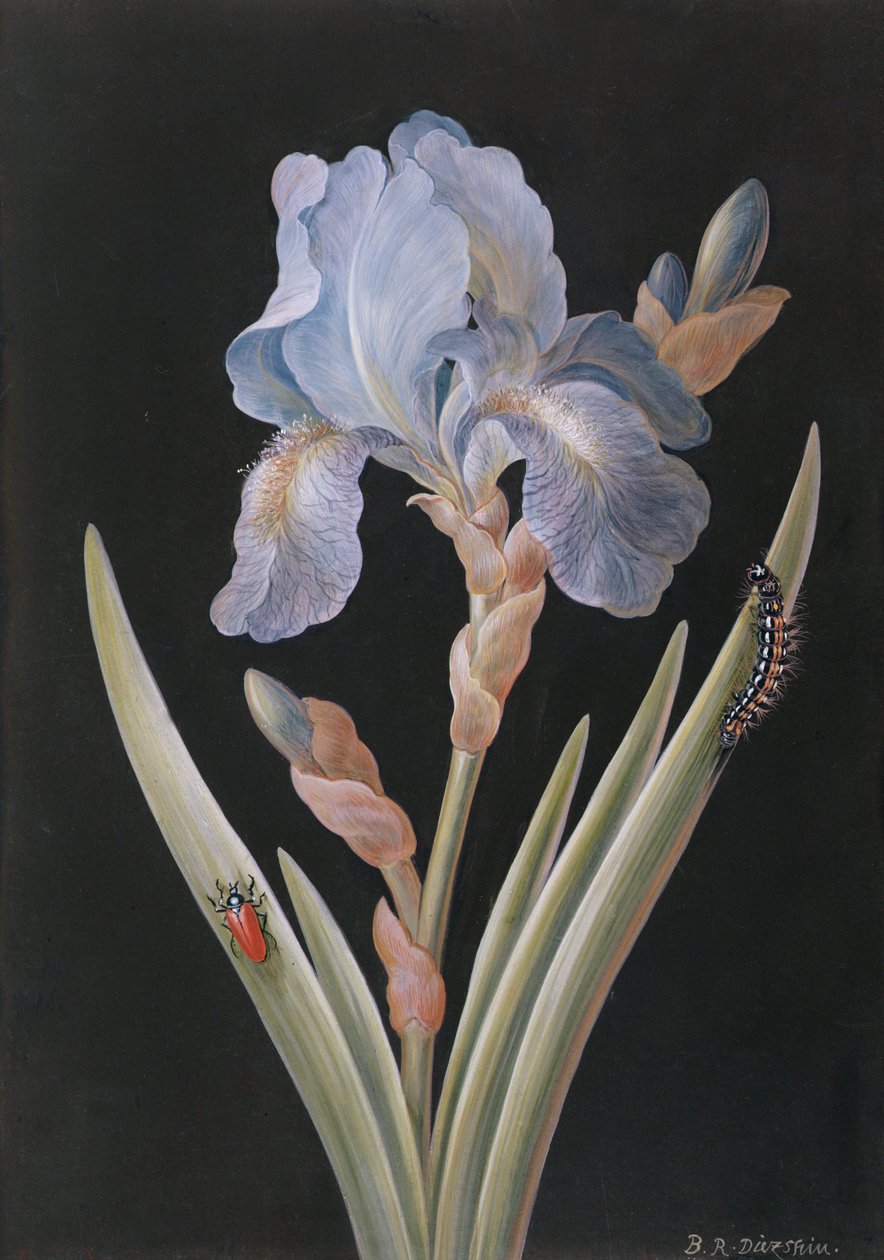 PD.328-1973 Iris germanica with caterpillar and beetle（牛皮纸上的水粉） 作者 芭芭拉·里贾纳·迪茨施