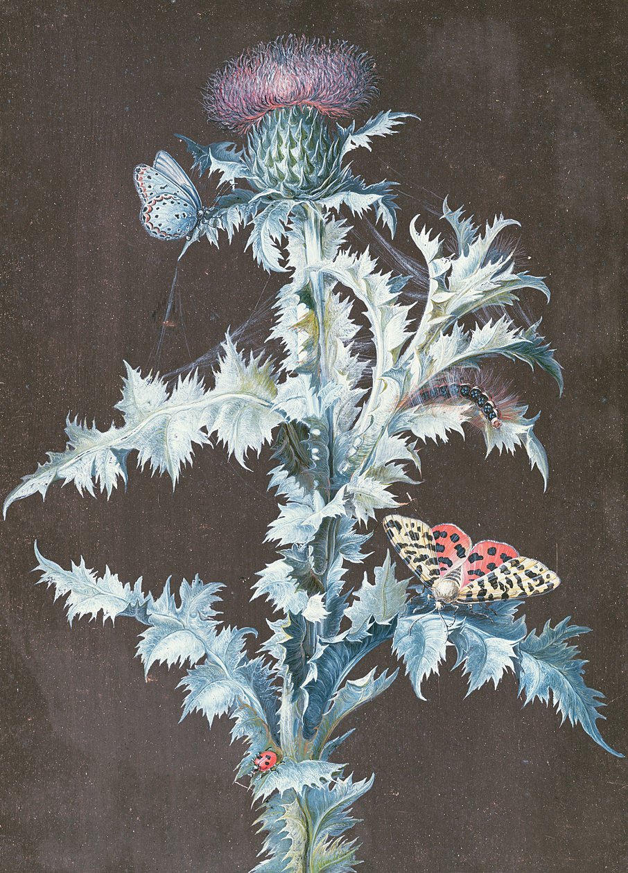 蓟的静物（水粉） 作者 芭芭拉·里贾纳·迪茨施