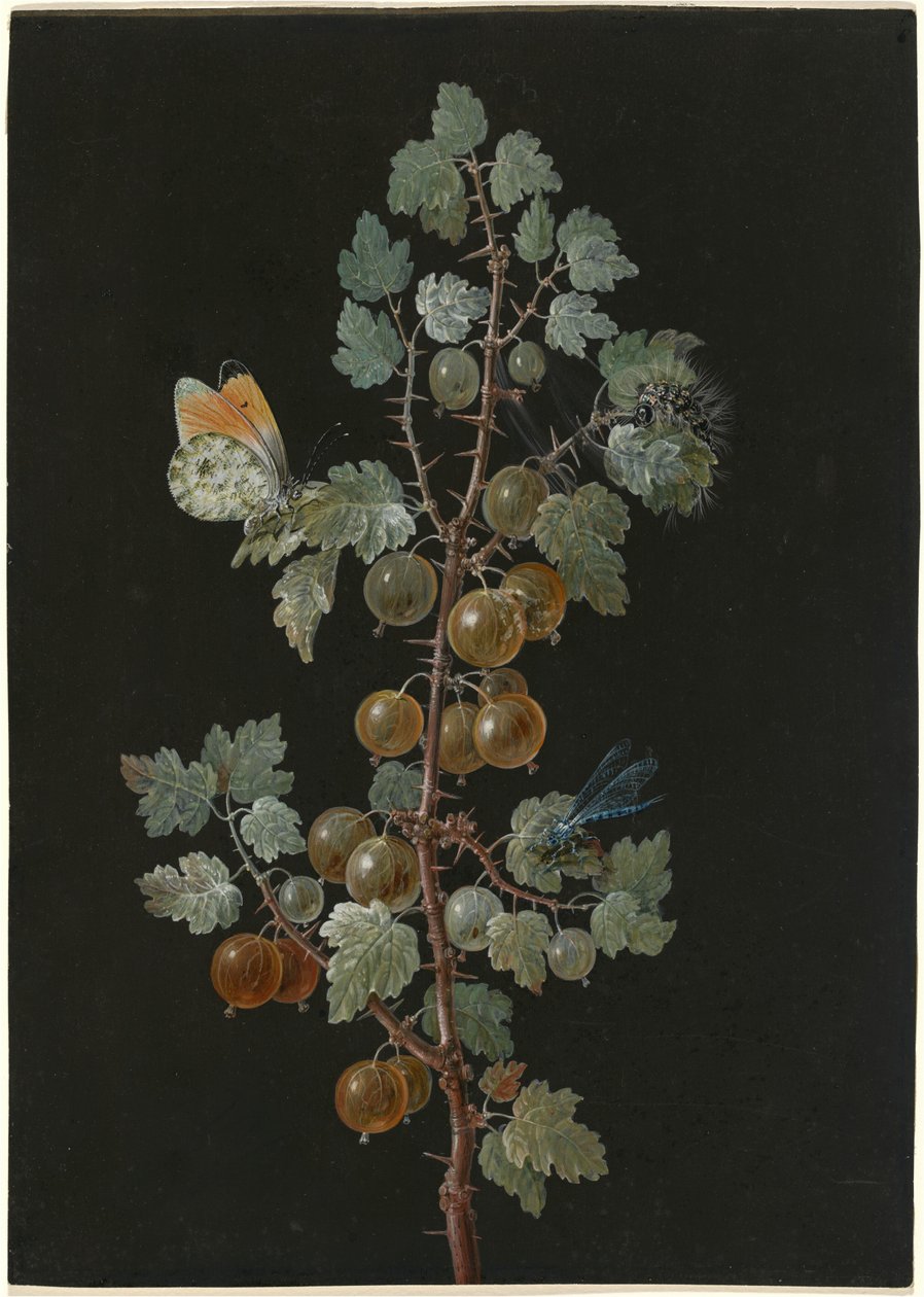 醋栗树枝上的蜻蜓、橙尖蝶和毛毛虫 作者 芭芭拉·迪茨施