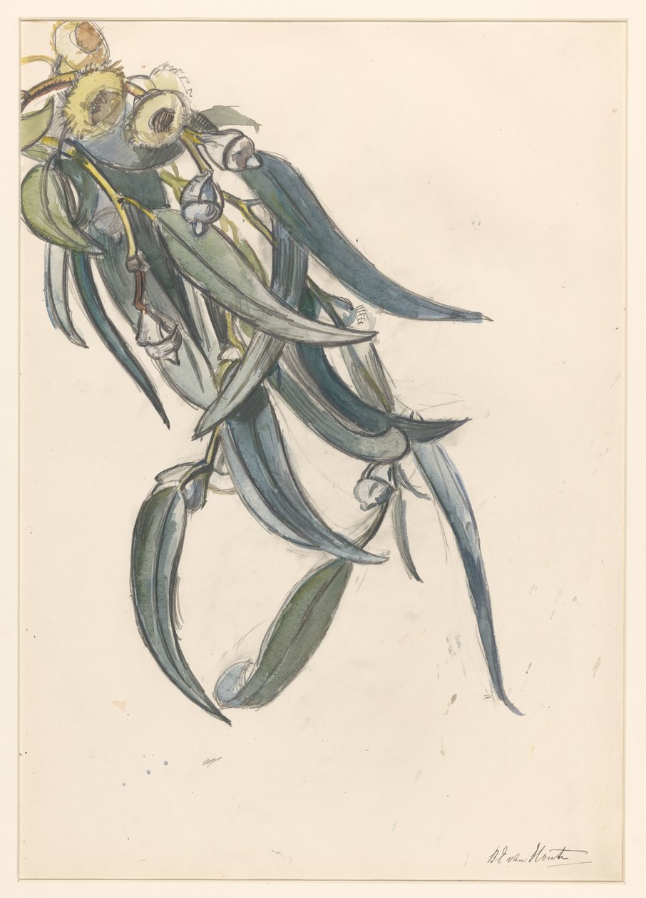 桉树花枝 作者 芭芭拉·伊丽莎白·范·豪顿