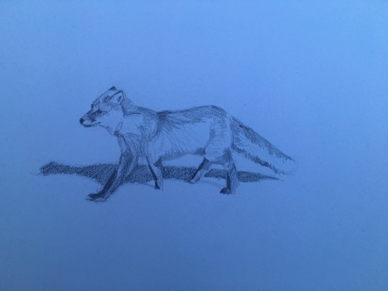 Fox, 2018 作者 芭芭拉·霍格维根（Barbara Hoogeweegen）