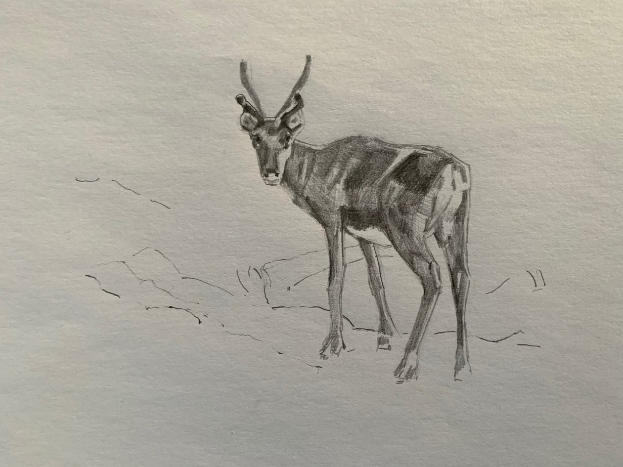 Reindeer, 2019 作者 芭芭拉·霍格维根（Barbara Hoogeweegen）