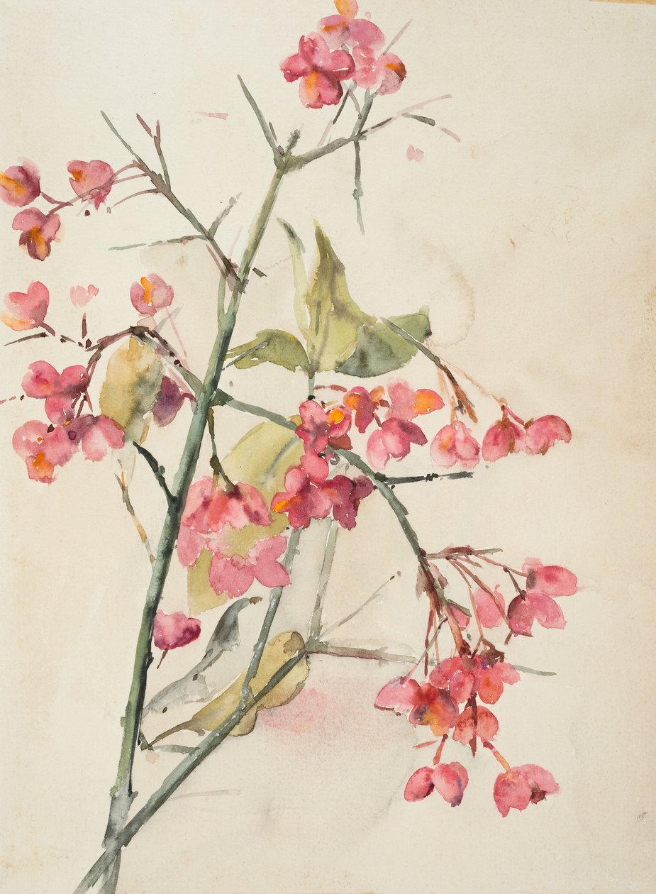 粉红色的花（纸上水彩画） 作者 芭芭拉·利·史密斯·博迪雄