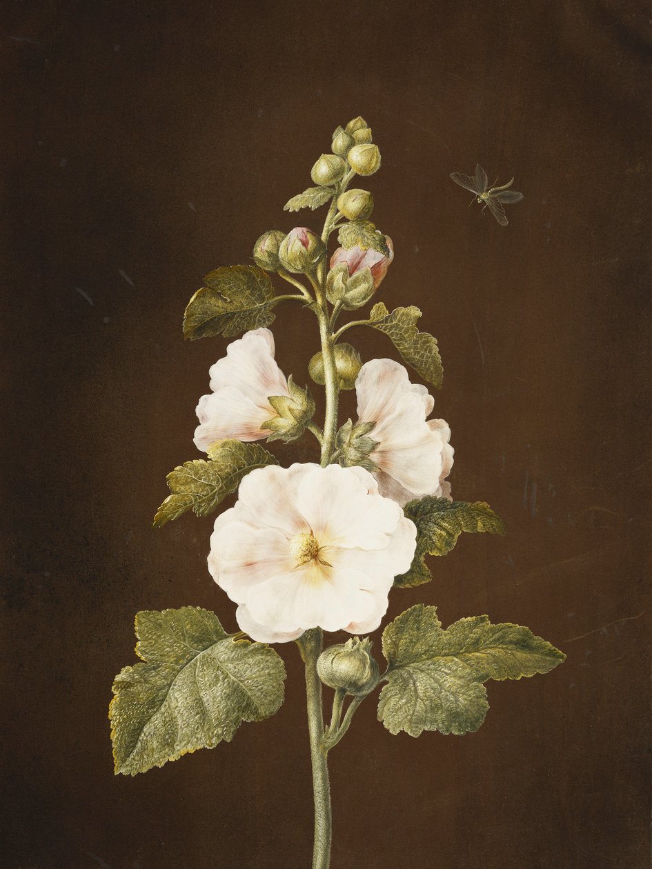 蜀葵， 作者 芭芭拉·里贾纳·迪茨施