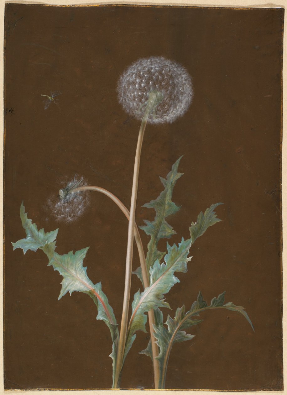 蒲公英 作者 芭芭拉·里贾纳·迪茨施