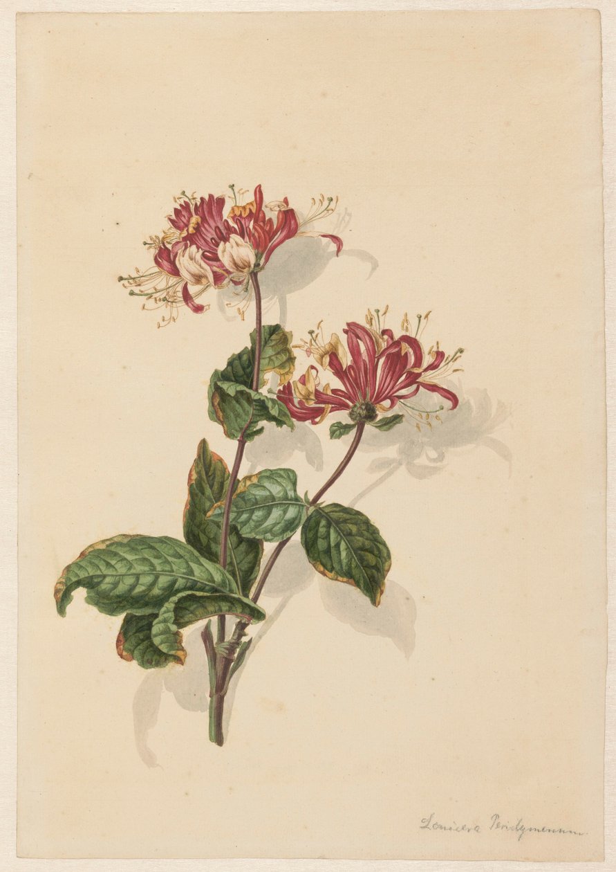 野生金银花 (Lonicera periclymenum) 的分支 作者 巴伦德·亨德里克·蒂尔