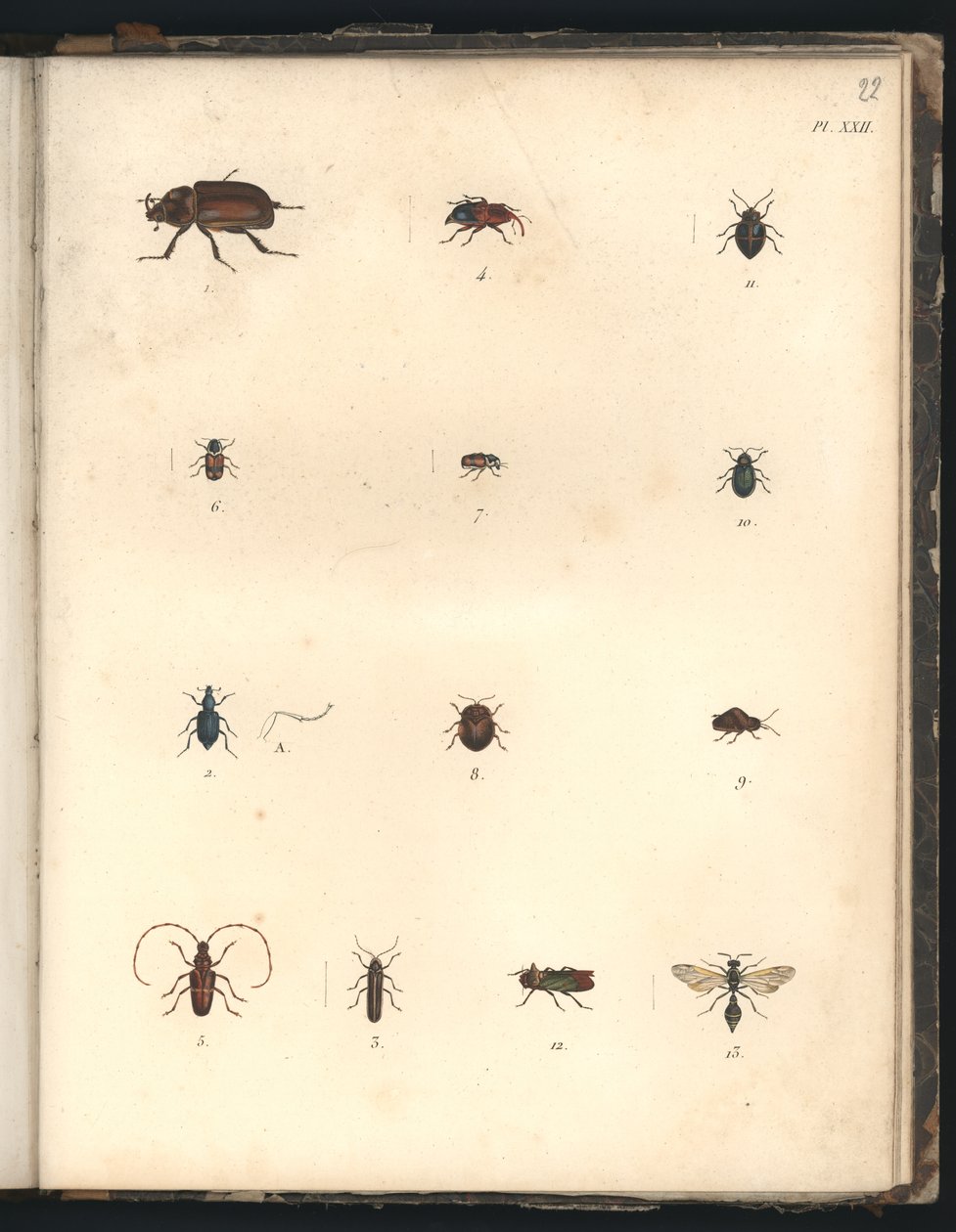 甲虫和黄蜂，Pl.XXII，插图来自&39;动物学和解剖学的比较纲要比较，制造在大西洋，新大陆和南海&39; 作者 弗里德里希·亚历山大·冯·洪堡男爵