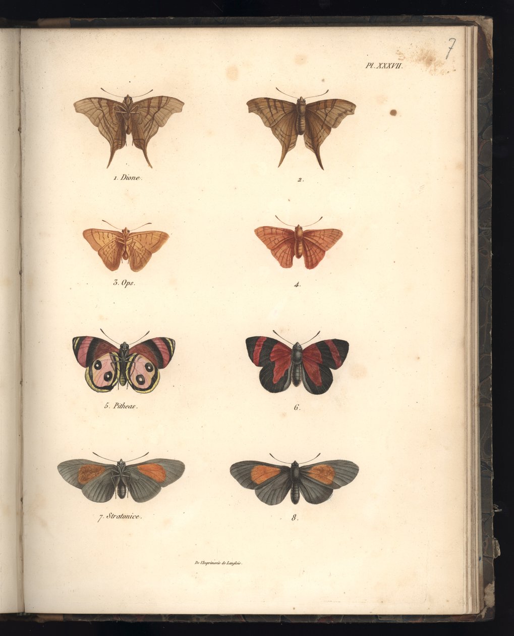 Lepidoptera，Pl.XXXVII，来自&39;动物学和比较解剖学的比较纲要，第II部分&39;的插图，由Al。 Humboldt和Bonplant，巴黎，1821年（彩色雕刻） 作者 弗里德里希·亚历山大·冯·洪堡男爵